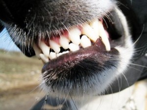 Ranks High List Postal Carrier Dog Bites Dallas